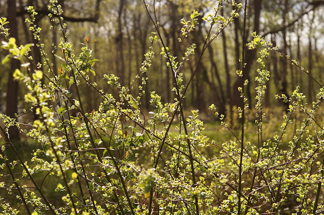 wildflowers in the woods in spring Norfolk