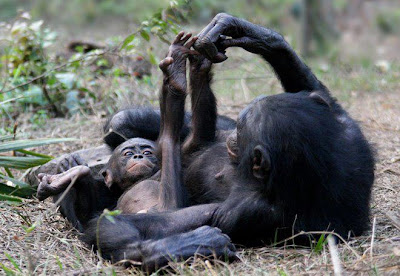 chimpancé padre y chimpancé chico