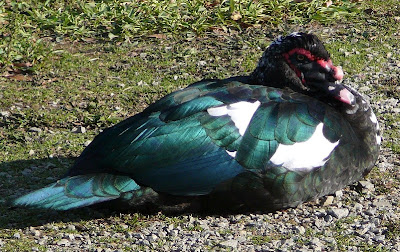 Muscovy