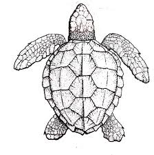 complex turtle color in sheet