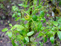 Листья ароматической травы мунья