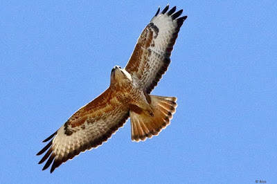 "Soaring in the azure sky comes the winter visitor, the Common Buzzard (Buteo buteo). Huge raptor with large wings, fan-shaped tail, and brown plumage. The buzzard soars overhead, showcasing its remarkable wingspan against the pristine winter sky."