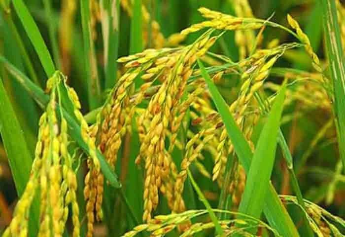 News,Kerala,State,Alappuzha,Farmers,Agriculture,Minister,Top-Headlines, Paddy procurement will resume from today