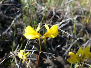 Utriculaire cornue - Utricularia cornuta