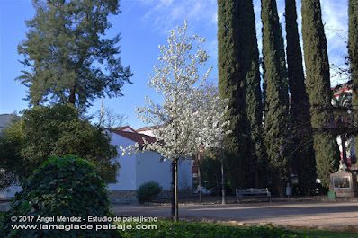 Pyrus calleryana, peral de Callery, árboles de flor