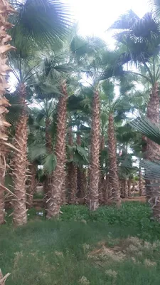 توريد نخيل