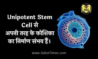 Unipotent Stem Cell