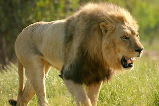 Top 10 Haiwan Terpantas Di Dunia singa