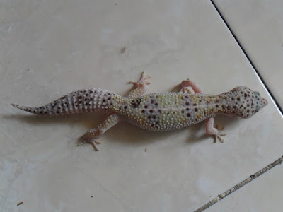 gecko monster7-jual