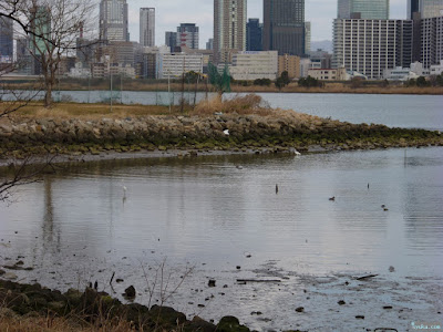 河川敷のコサギ