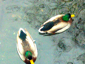ducks from above