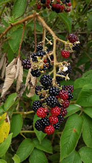 Fotografia de frutos y hojas de mora silvestre o zarzamora