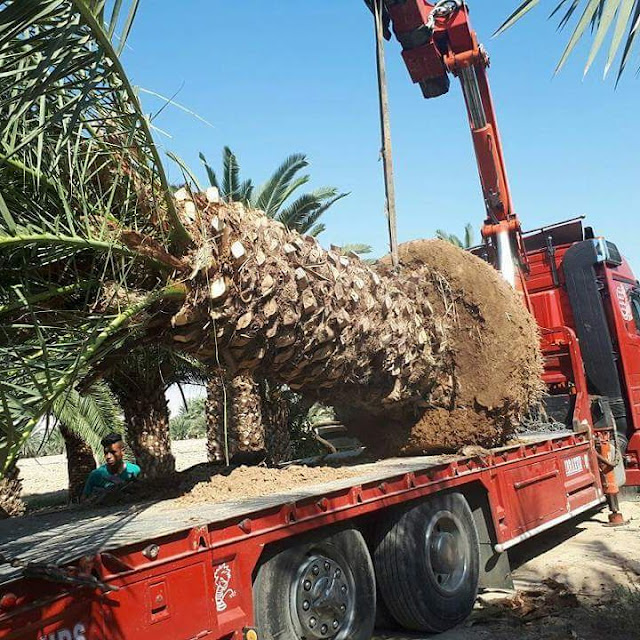 شركة زراعة الحدائق بالدمام والمنطقة الشرقية