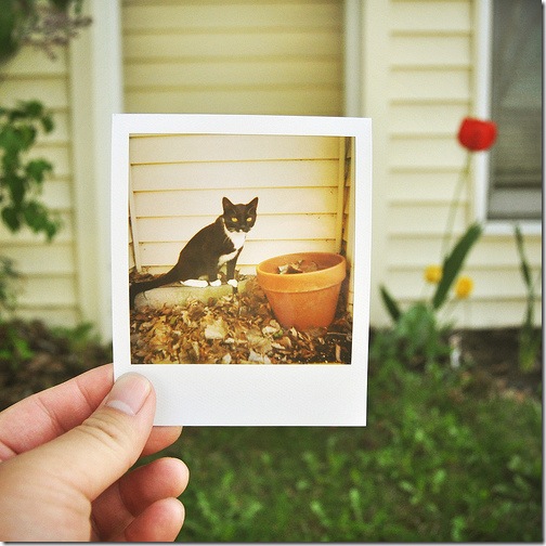 Polaroid Week 2009 (Set) 7
