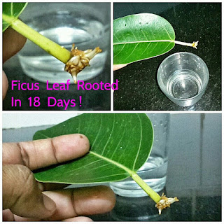 propagation by leaf cuttings of ficus1