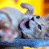 14 playful cats caught on camera.