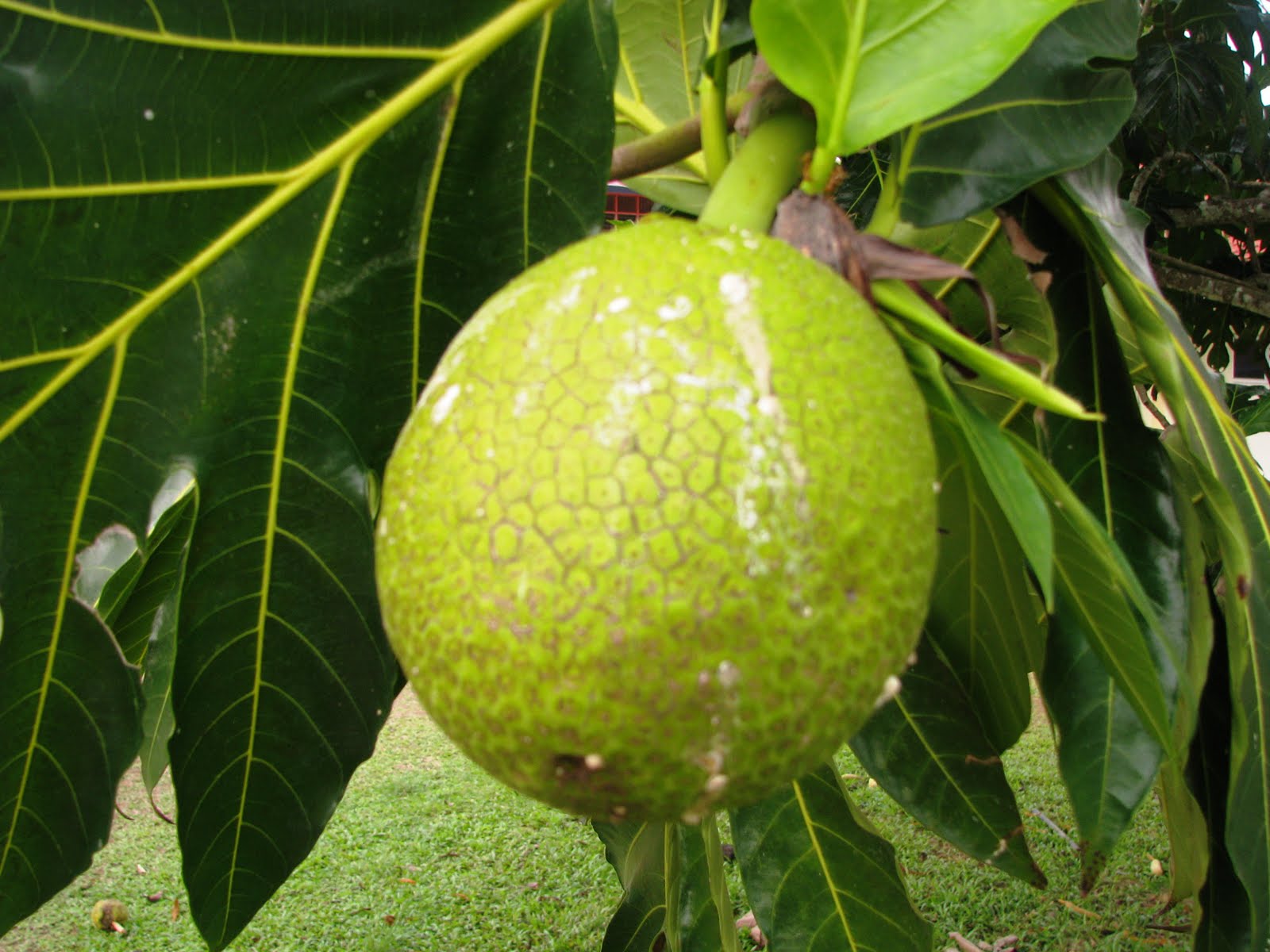 Jebon MHS: Buah - Buahan