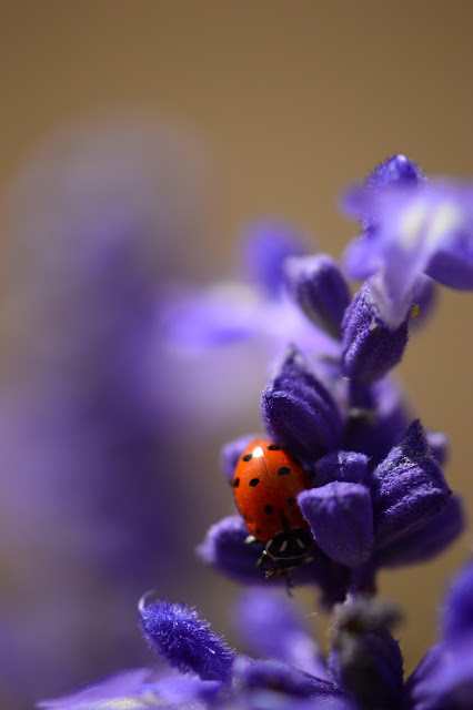 ladybug, ladybird, salvia, farinacea, blue, salvia, photography, amy myers, journal of a thousand things, desert garden, small sunny garden