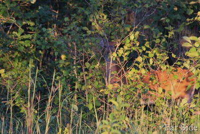 Hidden Deer