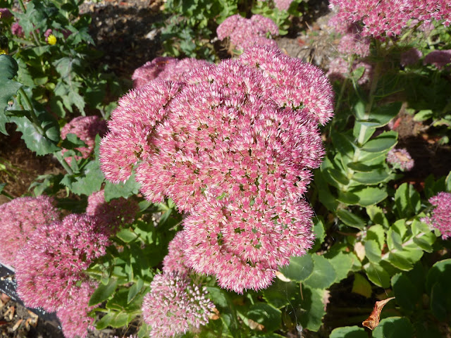 Autumn Joy Sedum9