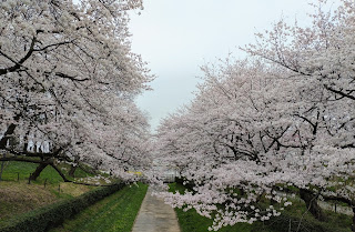 権現堂桜堤