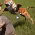 Angry Lion Attack Man Videos