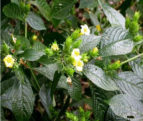 Herba & Tumbuhan: PECAH BELING (Strobilanthes crispus 