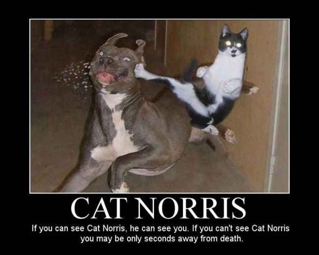 Funny ninja cat - OMG!NiceOne!
