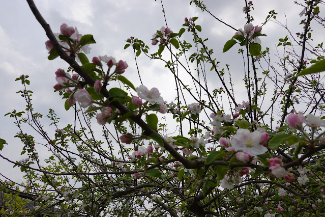 自宅の庭で咲き誇るリンゴの木の花