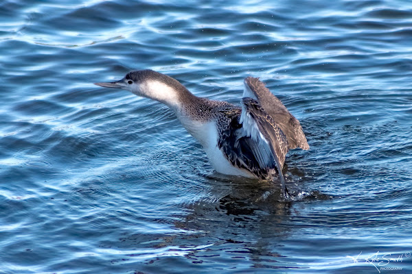 Red-throated diver