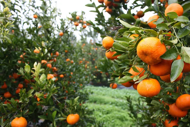 Μικρότερη παραγωγή για Κλημεντίνες και Ναβαλίνες με καλύτερα μεγέθη