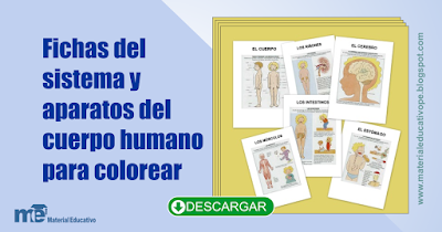 Fichas del sistema y aparatos del cuerpo humano para colorear