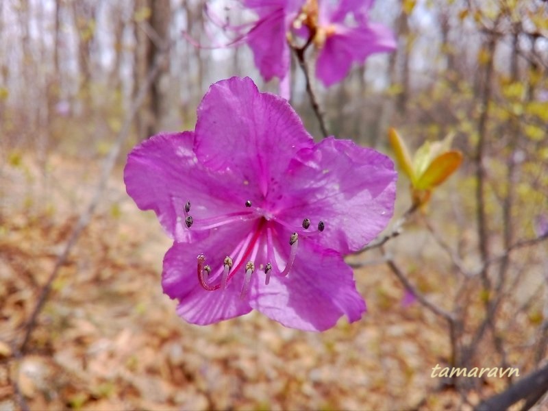 Рододендрон остроконечный (Rhododendron mucronulatum)