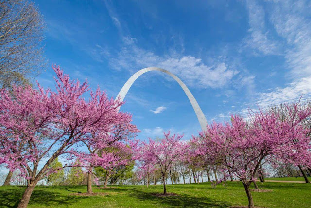 Biểu tượng nổi tiếng nhất của thành phố St. Louis – Cổng vòm (Gateway Arch) – được bao bọc bởi những hàng cây hoa anh đào tuyệt đẹp từ giữa tháng 3 đến đầu tháng 4. Hãy đến đây để khám phá Khu vườn Nhật Bản rộng 5,6 ha tại Vườn Bách thảo Missouri, nơi trồng một số nhiều loài hoa anh đào khác nhau như Higan, Yoshino, và Centennial.