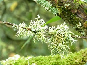 Lichen