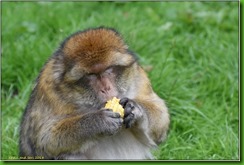 Trentham Monkey Forest D7200 C13  15-09-2018 14-28-48