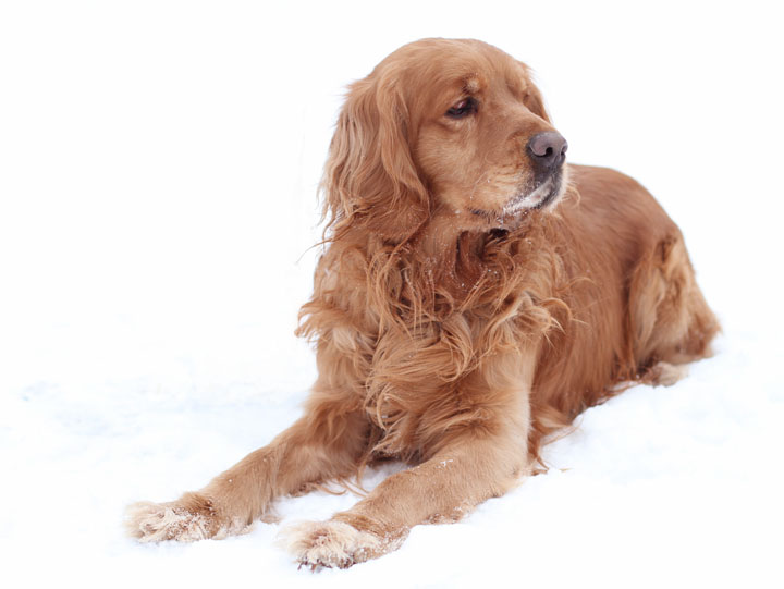 golden retriever mixes. Golden Retriever mix