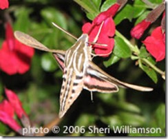 Hummingbird moth