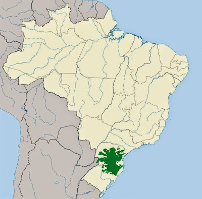 Floresta com araucárias, desmatamento da floresta com araucárias, araucárias, extinção da araucária, desmatamento ilegal, conservação da floresta com araucária, natureza, santa catarina, Paraná, extinção, árvores ameaçadas de extinção