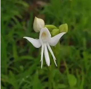 Орхидея Habenaria Grandifloriformis