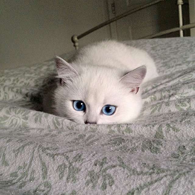 Esse Gato com lindos olhos azuis esta cativando milhares de pessoas na Internet