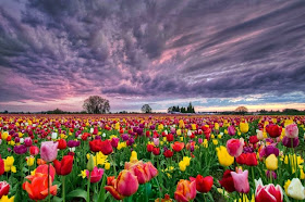 Most beautiful and best flower fields in the world