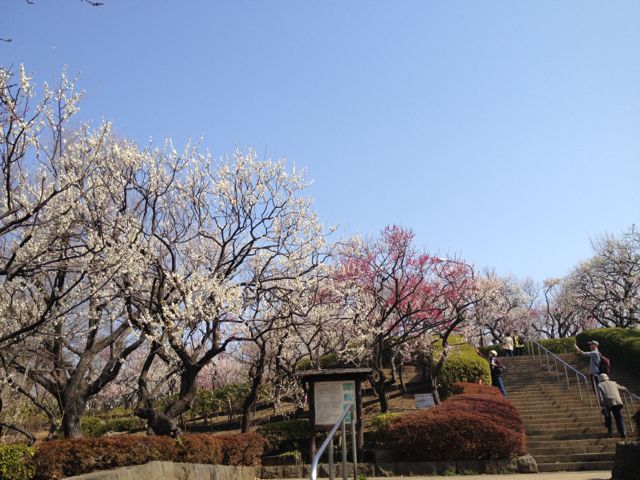 水の反映 出た花粉症 梅丘 菜の花とカキのスパゲティ 軽い手帳