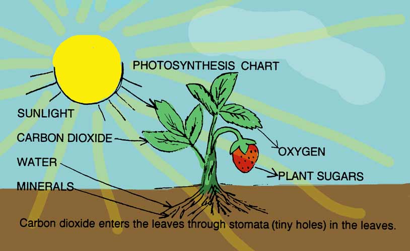 Diagrams of plants and answers about photosynthesis-equation at 