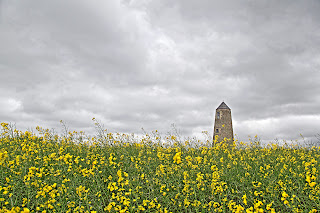 Rape seed field with granary