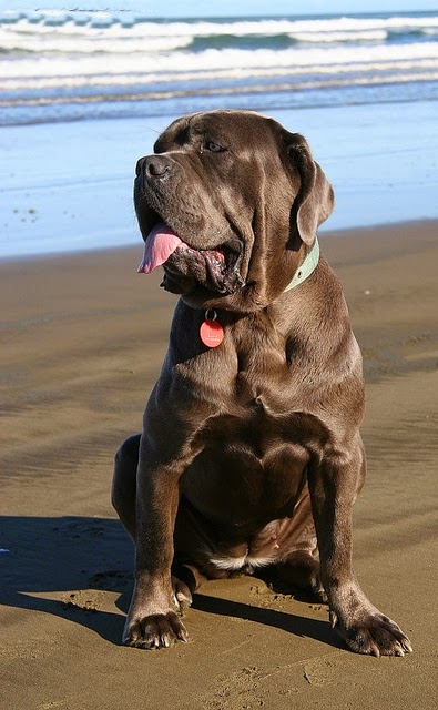 Top 5 Heaviest Dog Breeds