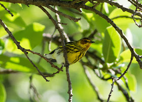 Cape May Warbler - Fort De Soto, Florida