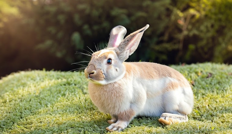 How Long Do Dwarf Rabbits Live?