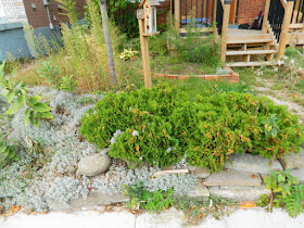 East York Toronto Front Garden Cleanup Before by Paul Jung Gardening Services--a Toronto Gardening Services Company