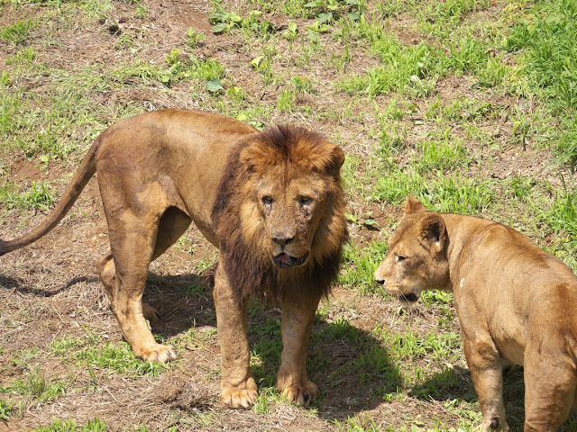 多摩動物公園 ライオン